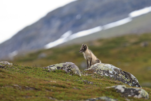 Fjällräv. Canon 1D MK IV + EF 300/2,8is + 1,4 conv. Tid 1/500, bl. 4,5 och ISO 640.