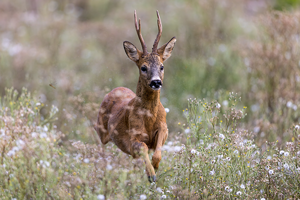 Rådjur. Strängnäs. Canon R5 MKII och RF 600/4,0 IS. Tid 1/2000, bl. 4,0 och ISO 1000.