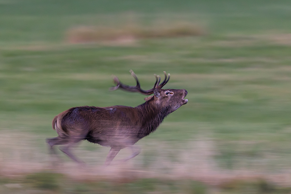 Kronhjort. Nynäs. Canon R5 MKII och RF 600/4,0 IS. Tid 1/30, b. 4,0 och ISO 4000.