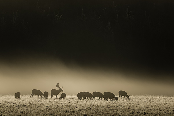 Dovhjortar. Livered/Risveden. Canon 5D MKIII och EF 400/2,8 IS II+1,4 conv. Tid 1/640, bl. 9,0 och ISO 100.