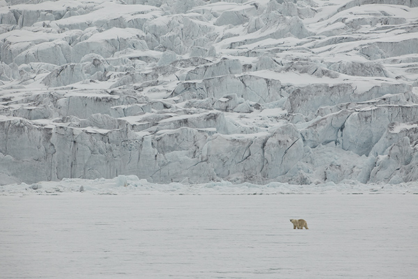 Isbjörn. Hornsund/Svalbard. Canon 5D MKIII och EF 500/4,0 IS. Tid 1/1600, bl. 7,1 och ISO 200.