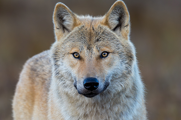 Varg. Ingenmansland/östra Finland. Canon R5 och EF 600/4,0 IS II. Tid 1/1000, b. 5,6 och ISO 1600.