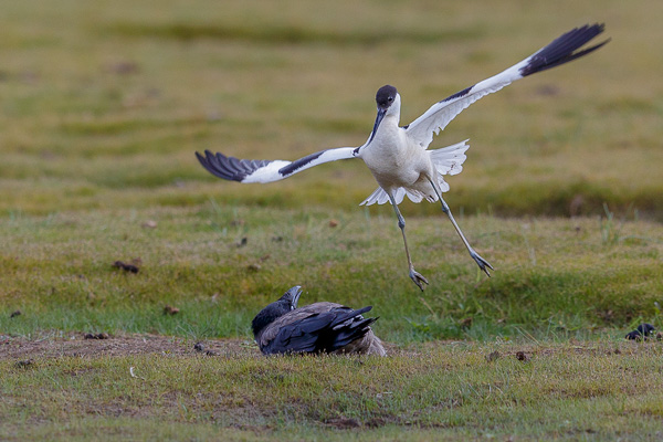 Skärfläcka går till attack mot kråka. EF 400/2,8is II. Tid 1/2000, bl. 4,0 och ISO 400.