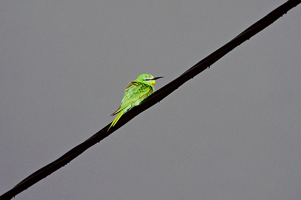Grön biätare 1998-06-10 Öje/Dalarna. Canon 1n och EF 300/2,8 + 2,0 converter. Film Fuji Velvia.