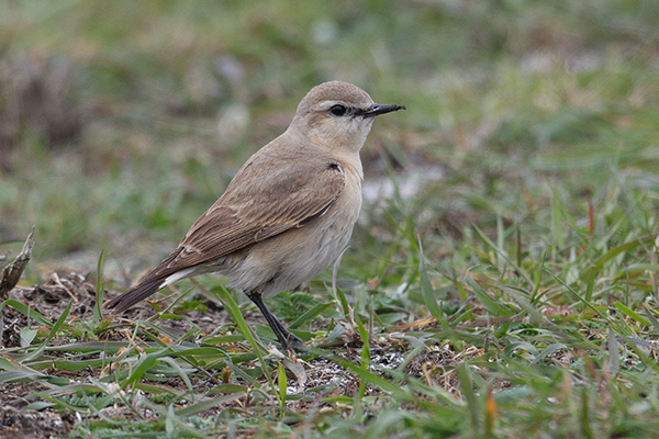 Isabellastenskvätta 2019-05-21 Ölands södra udde. Canon 5DSR och EF 600/4 IS II + 1,4 conv. Tid 1/640, bl. 5,6 och ISO 400.