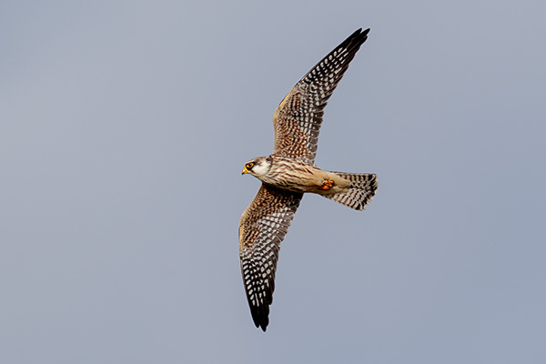 Aftonfalk 2019-09-15 Kråk/Karlsborg. Canon 1DX MKII och EF 600/4 IS II. Tid 1/2500, bl. 5,0 och ISO 400.