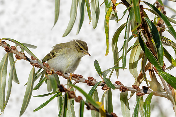 Taigasångare 2019-10-29 Ölands södra udde. Canon 5DSR och EF 600/4 IS II. Tid 1/640, bl. 5,6 och ISO 200.