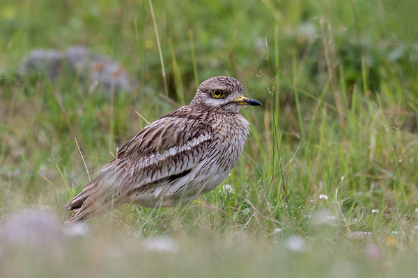 Tjockfot 2020-07-18 Norsa/Köping. Canon 5DSR och EF600/4 IS II + 2,0 conv. Tid 1/100, bl. 8 och ISO 400.