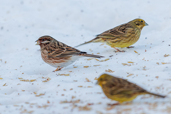 Tallsparv 2023-01-04 Nordanås/Örnsköldsvik. Canon R5 och EF 600/4 IS II + 1,4 conv. Tid 1/250, bl. 4,0 och ISO 1000.