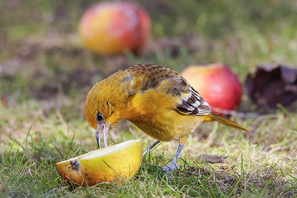 Baltimoretrupial 2023-02-21 Förslöv. Canon R5 och EF 600/4 IS II + 1,4 conv. Tid 1/1000, bl. 5,6 och ISO 1000.