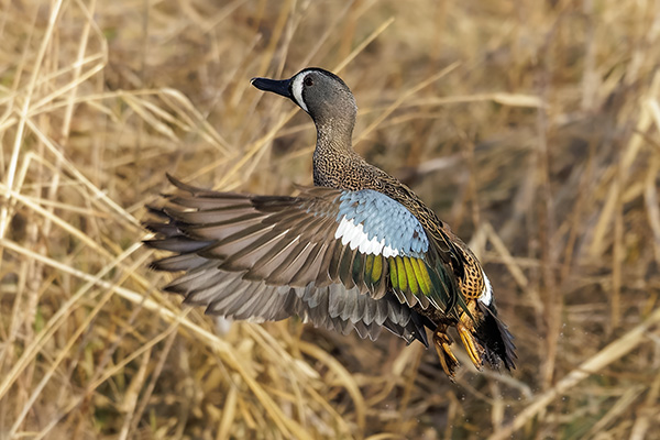 Blåvingad årta 2023-02-21 Lund. Canon R5 och EF 600/4 IS II + 1,4 conv. Tid 1/5000, bl. 5,6 och ISO 1600.