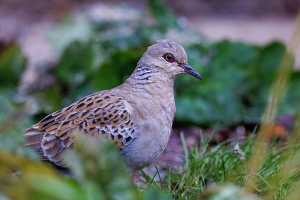 Turturduva 2023-11-13 Falköping. Canon R5 och RF 600/4,0 IS. Tid 1/800, bl. 4,0 och ISO 2500.