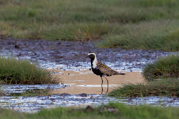 Amerikansk tundrapipare 2025-06-26 Vesviken/Blekinge. Canon R5 MK II och RF 600/4,0 IS + 2,0 conv. Tid 1/2500, bl. 8,0 och ISO 3200.