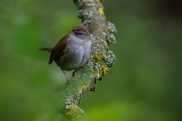 Cettisångare 2025-05-27 Trelleborg, Canon R5 MK II och RF 600/4,0 IS. Tid 1/1000, bl. 4,0 och ISO 2000.