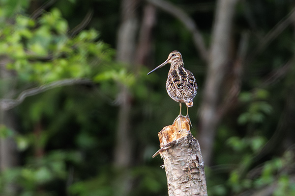 Wilsonbeckasin 2025-06-09 Kungsskogen/Storfors. Canon R5 MK II och RF 600/4,0 IS + 2,0 conv. Tid 1/500, bl. 8,0 och ISO 1600.