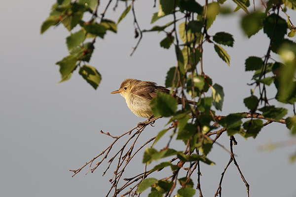 Polyglottsångare 2011-06-30 Klimpfjäll/Lappland. Canon 1D MKIV och EF 300/2,8 IS + 1,4 conv. Tid 1/2500, bl. 4,0 och ISO 400.