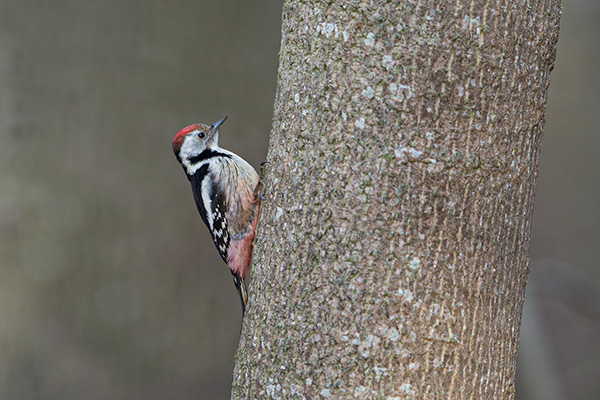 Mellanspett 2015-01-15 Lummelunda/Gotland. Canon 1DX och EF 400/2,8 IS II. Tid 1/1000, bl. 3,2 och ISO 1250.