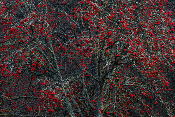 Rönn. Canon 5Ds R + EF 600/4is II. Tid 1/10, bl. 11 och ISO 100.