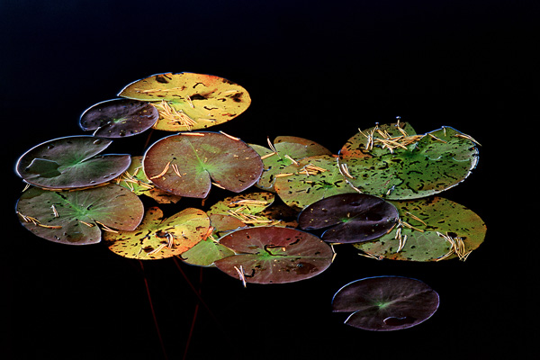 Näckrosblad. Canon 1V + TS-E 90/2,8. Fuji Velvia.