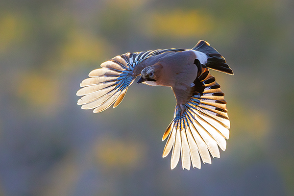 Nötskrika. Småsjömarken/Västmanland. Canon R5 MKII och RF 600/4,0 IS. Tid 1/ 5000, bl. 6,3 och ISO 2500.