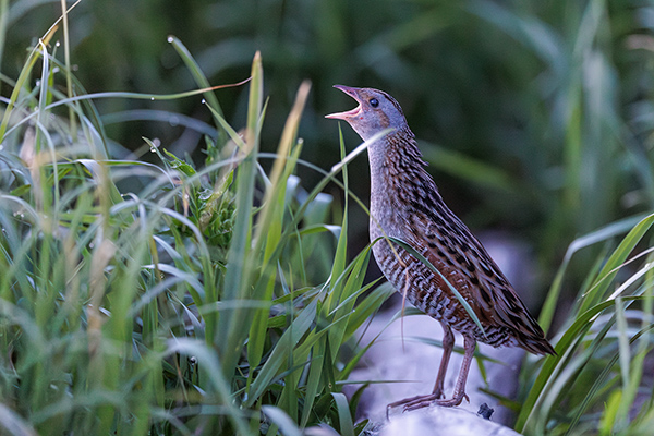Kornknarr. Årebolet/Tibro. Canon R5 och EF 200/2,0 IS. Tid 1/320, bl. 2,0 och ISO 20000.