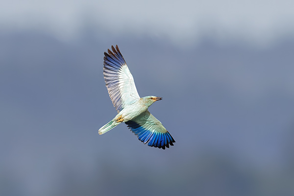 Blåkråka. Hafsten-Uddevalla. Canon R5 och EF 600/4 IS II + 2,0 conv. Tid 1/2500, bl. 9 och ISO 1000.