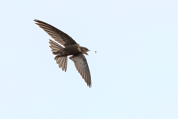 Blek tornseglare. Äspet/Kristianstad. Canon R5 MK II och RF 400/2,8 IS. Tid 1/5000, bl. 3,5 och ISO 2500.