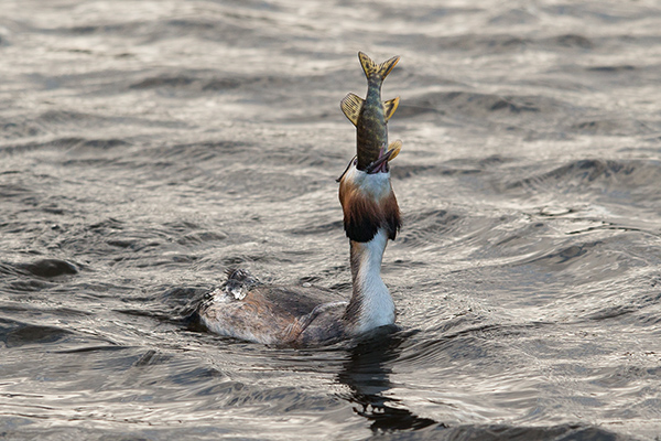 Skäggdopping. Fågeludden/Hornborgasjön. Canon 1DX och EF 400/2,8 IS II. Tid 1/4000, bl. 4 och ISO 500.