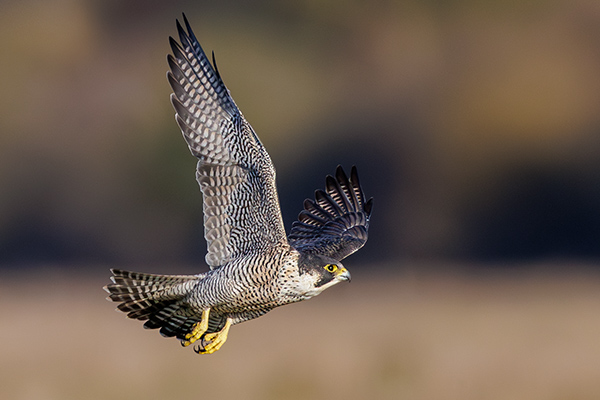 Pilgrimsfalk. Trönninge ängar/Halland. Canon R5 MK II och RF 600/4 IS + 1,4 conv. Tid 1/6400, bl. 5,6 och ISO 1000.