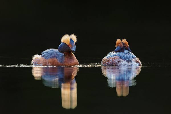 Svarthakedoppingar. Åsbotorpsjön/Skövde. Canon R3 och EF 600/4 IS II. Tid 1/400, bl. 5,6 och ISO 1000