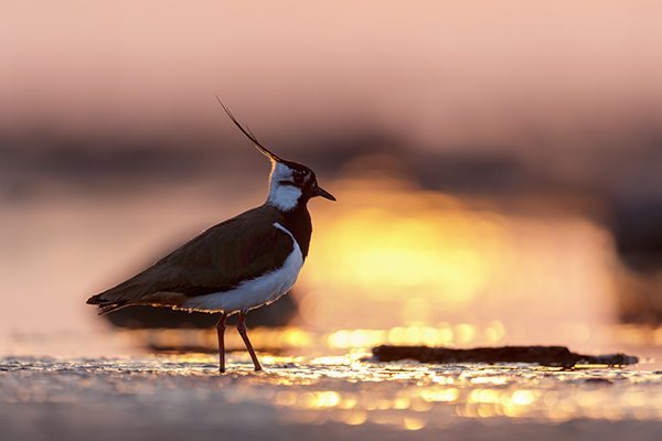 Tofsvipa. Egby/Öland. Canon 5DSR och EF 600/4 IS II. Tid 1/500, bl. 4 och ISO 800.