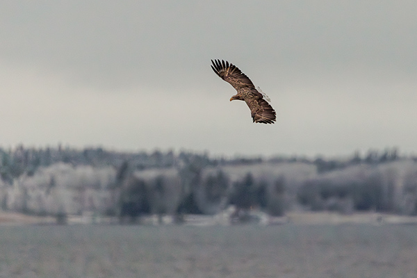 Havsörn. Nya örlenbadet/Tibro. Canon R5 MKII och RF 600/4,0 IS,. Tid 1/1600, bl. 4,0 och ISO 8000.