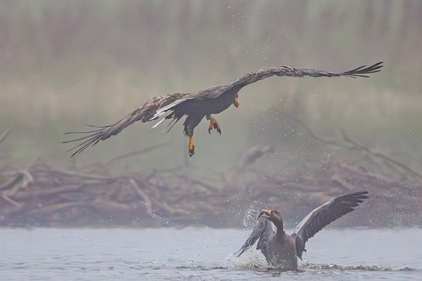 Havsörn + grågås. Trönninge ängar/Halland. Canon R3 och EF 600/4 IS II. Tid 1/1600, bl. 4,0 och ISO 2000.