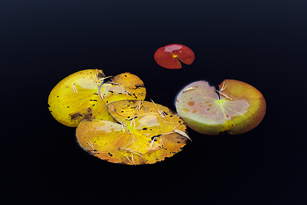 Näckrosblad. Metesjön/Tiveden. Canon 5D MKII och TS-E 90/2,8. Tid 1/13. bl. 5,6 och ISO 100.