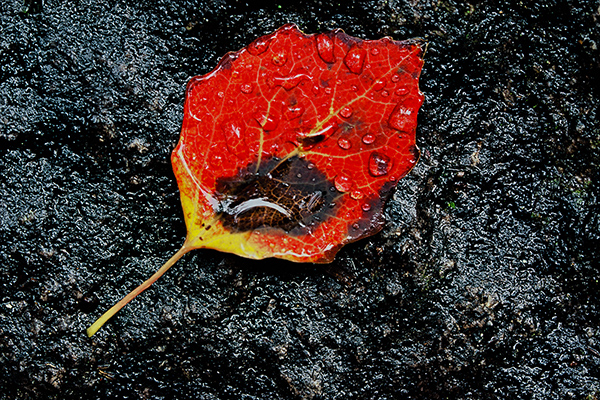 Asplöv. Stenkälla/Tiveden. Canon 1V och TS-E 90/2,8. Film Fuji Velvia.